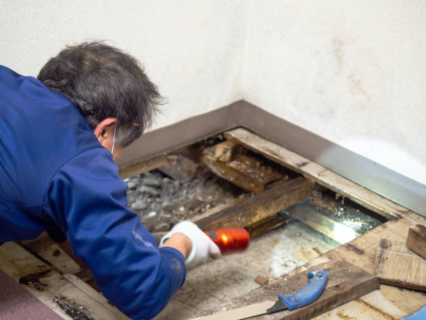 Best Professional Mold Removal  in Bemiss, GA
