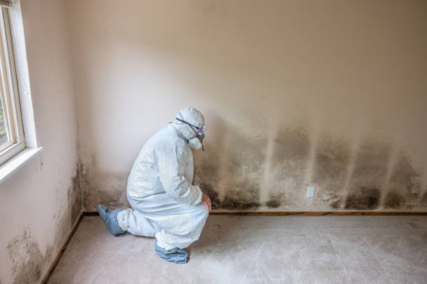 Home Mold Removal in Bemiss, GA